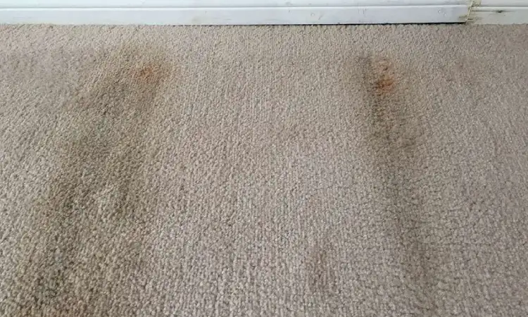 Penyebab munculnya jamur di karpet, Sumber: dampsurveyorsltd.com
